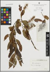 Foto von Salix pentandra L.